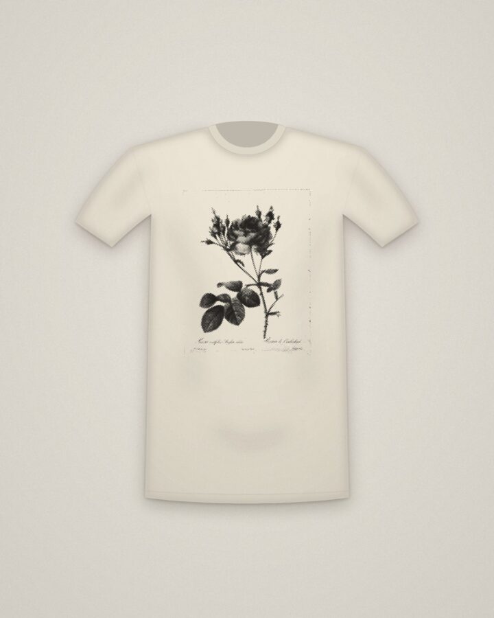 Cabbage Rose Tee in Natural, Rosa centifolia anglica rubra, from Les Roses printed in halftone