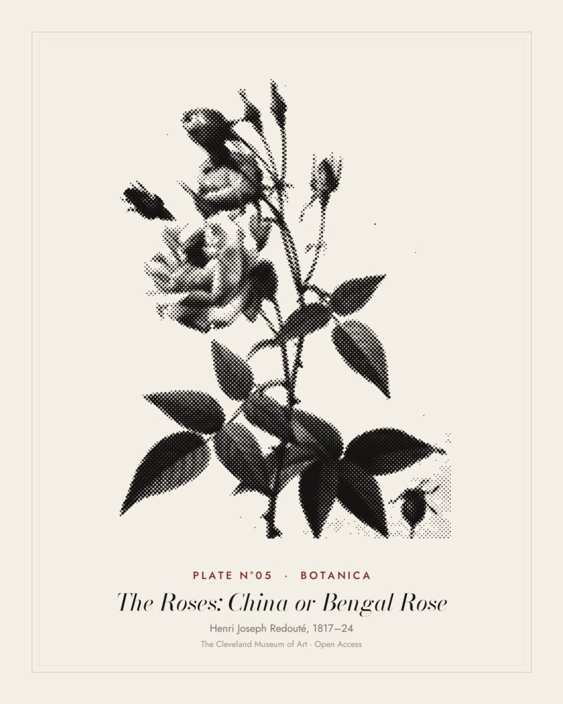 Plate N°05: The Roses: China or Bengal Rose, Henri Joseph Redouté, 1817–24