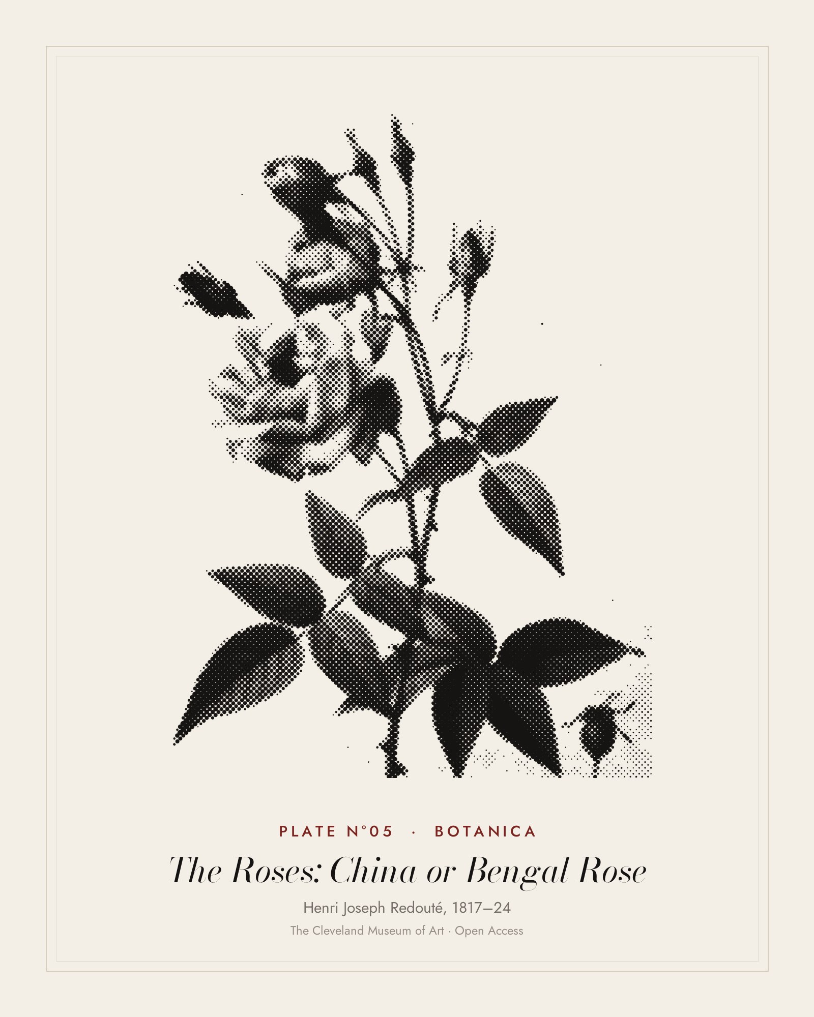 Plate N°05: The Roses: China or Bengal Rose, Henri Joseph Redouté, 1817–24