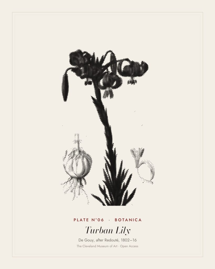 Plate N°06: Lilium pomponium (Turban Lily), plate 7 from Les Liliacées, De Gouy, after Redouté, 1802–16