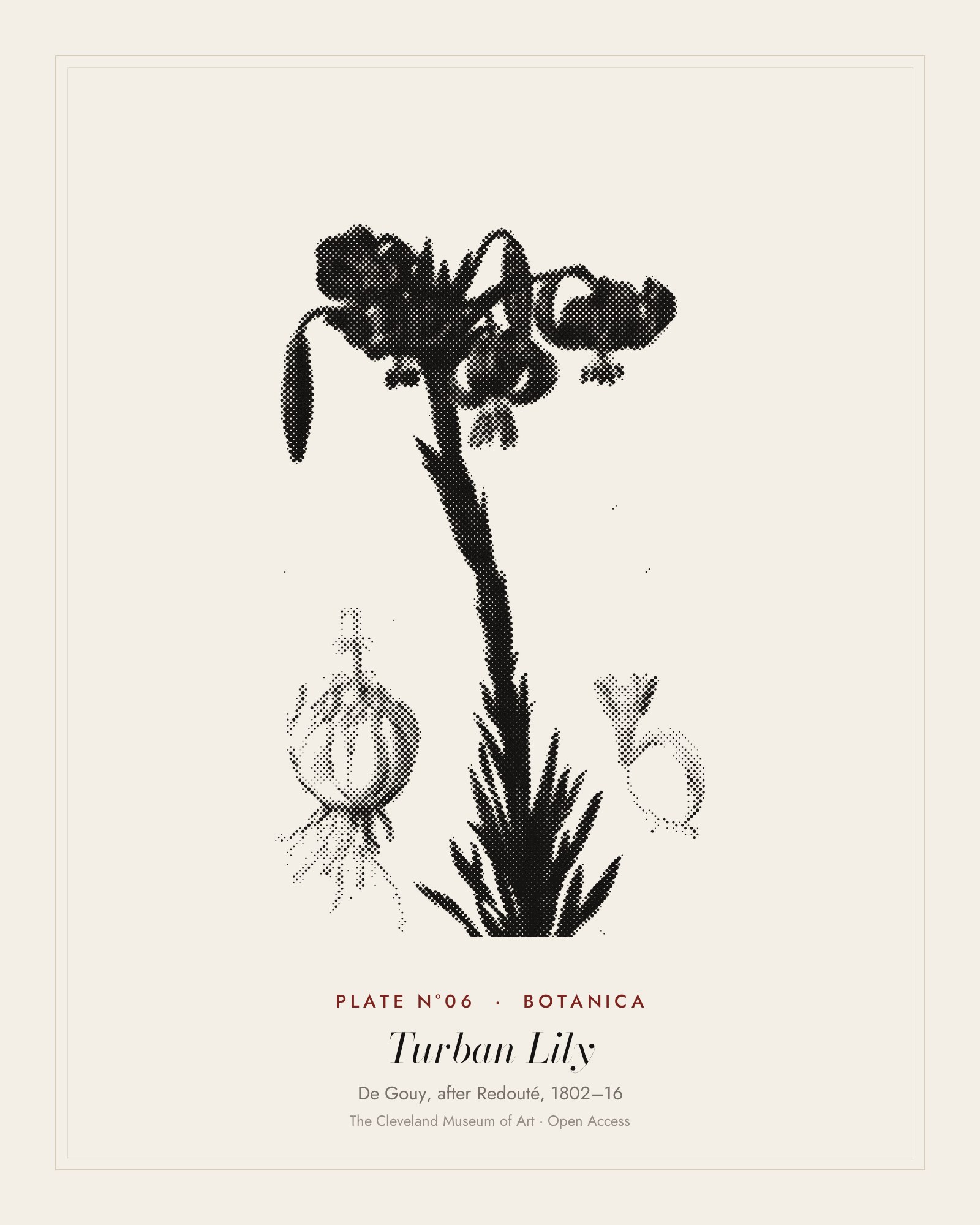 Plate N°06: Lilium pomponium (Turban Lily), plate 7 from Les Liliacées, De Gouy, after Redouté, 1802–16