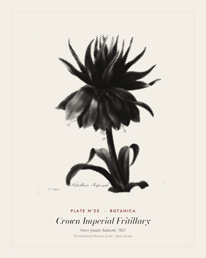 Plate N°25: Crown Imperial Fritillary, Henri Joseph Redouté, 1827