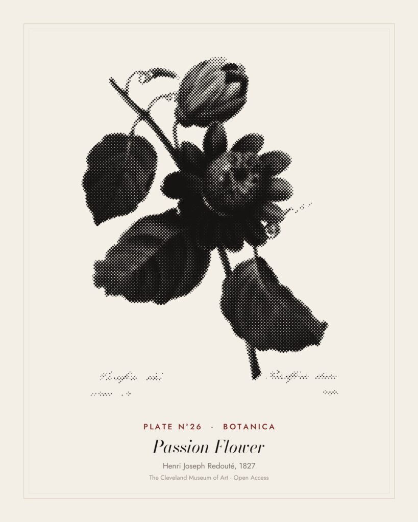 Plate N°26: Passiflore ailée, from Choix des plus belles fleurs, Henri Joseph Redouté, 1827