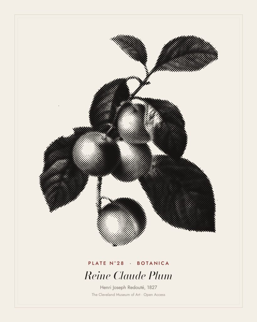 Plate N°28: Reine Claude Plum, Henri Joseph Redouté, 1827