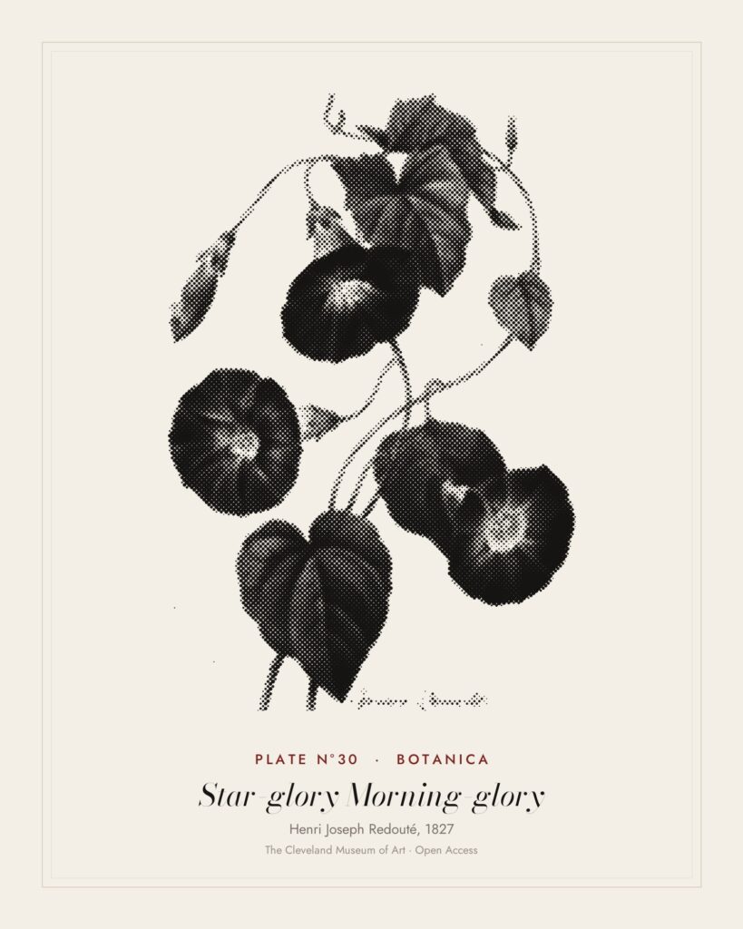 Plate N°30: Star-glory Morning-glory, Henri Joseph Redouté, 1827