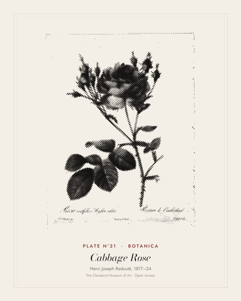 Plate N°31: Rosa centifolia anglica rubra, from Les Roses, Henri Joseph Redouté, 1817–24