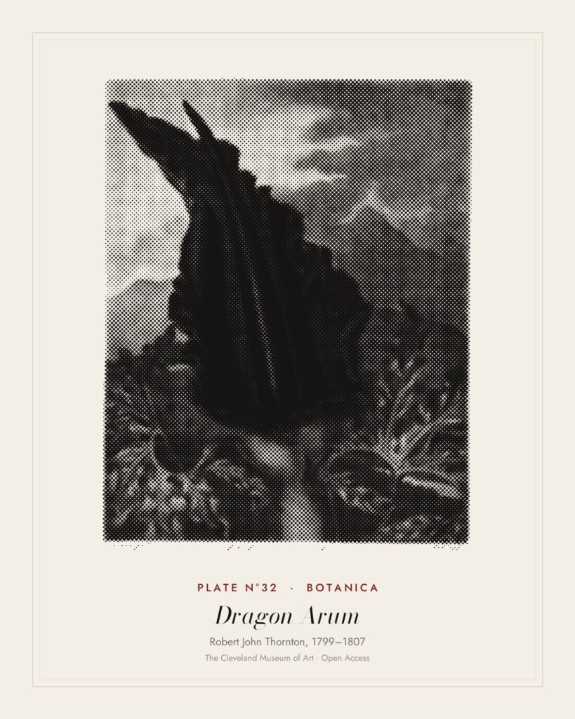 Plate N°32: The Dragon Arum, Black Calla or Solomon's Lily, from The Temple of Flora, Robert John Thornton, 1799–1807